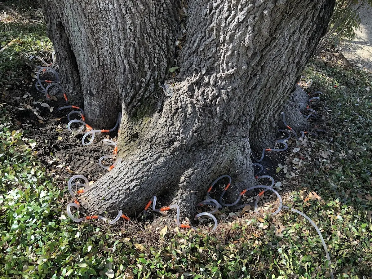 Detailed Tree Cabling and Bracing job site in Ricetown