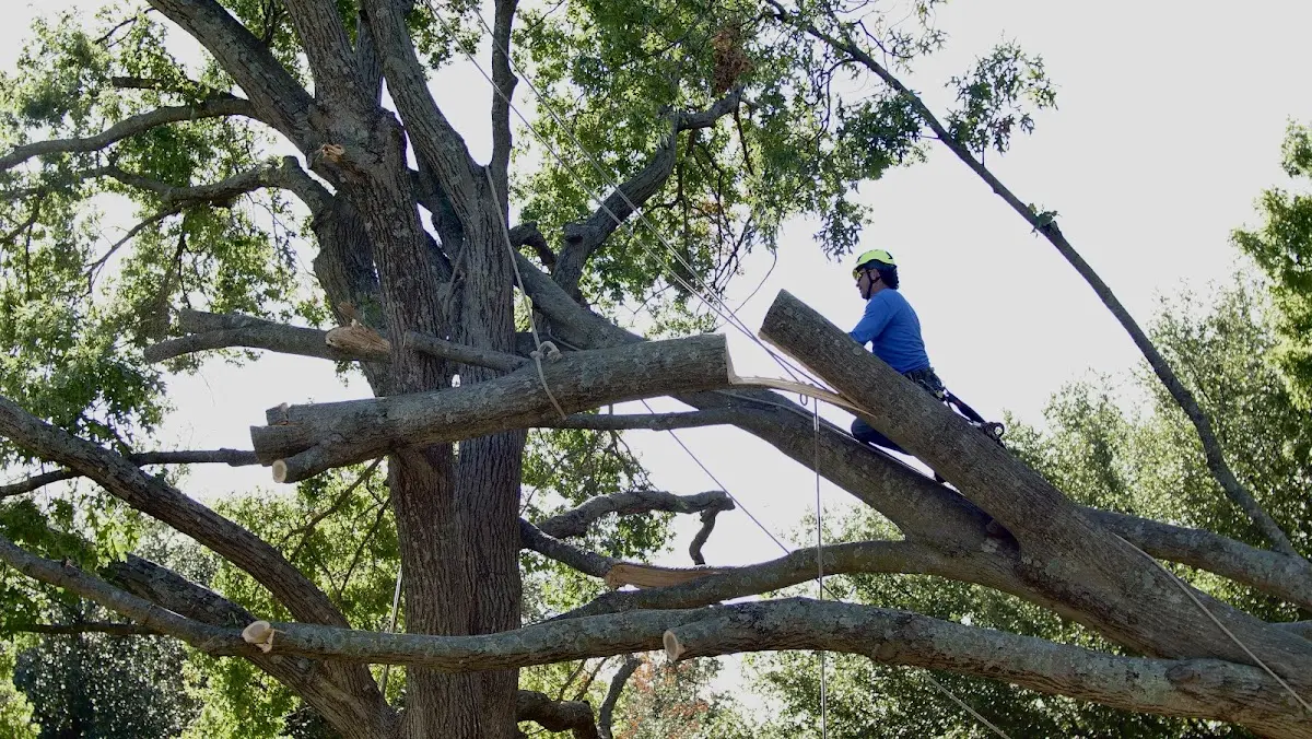 Professional Crown Thinning performed by certified arborists in Ricetown