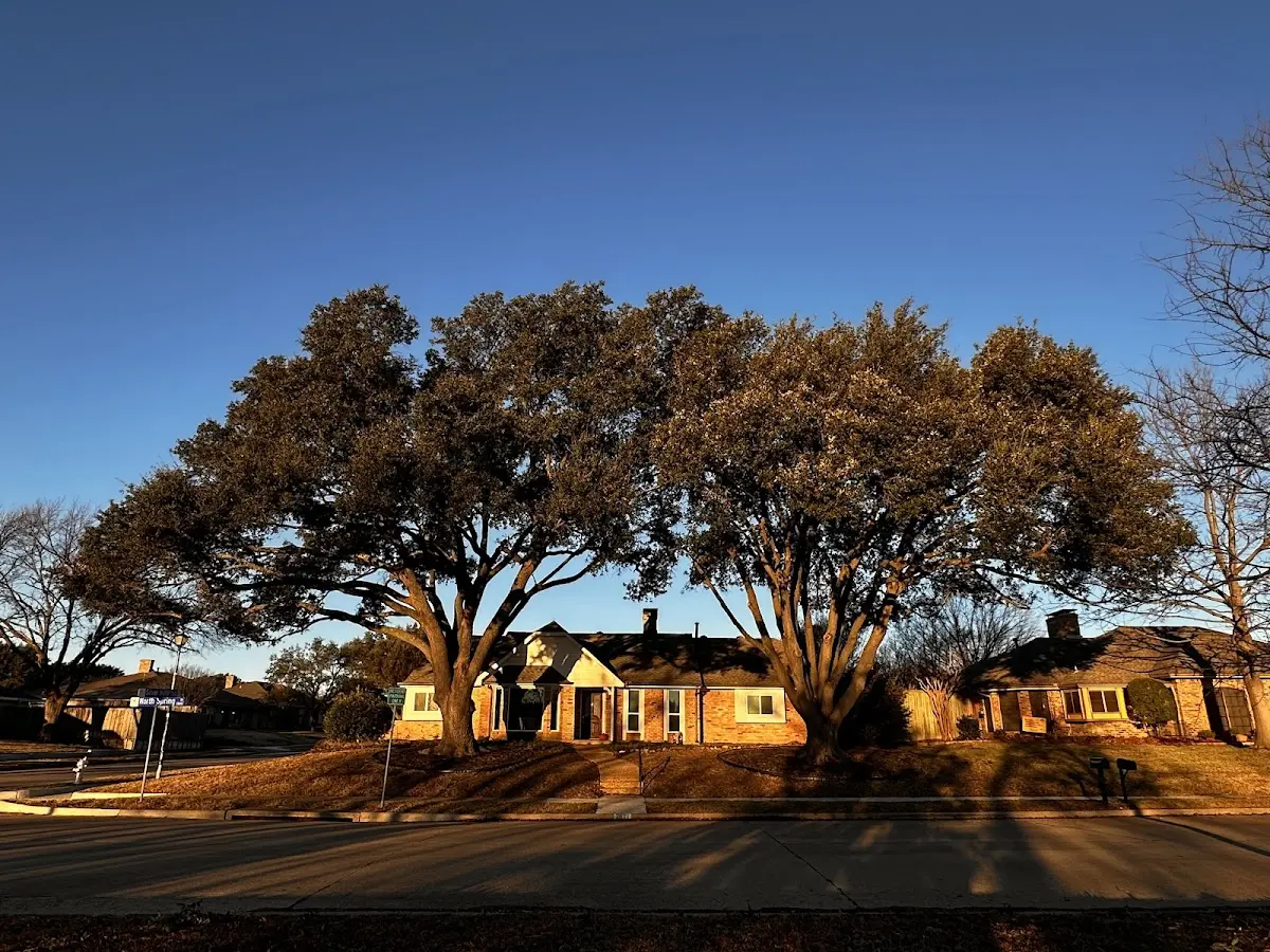 Established residential canopy tree shading a home in Ricetown